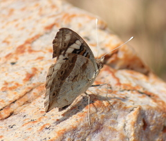 Junonia oenone