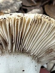 Russula brevipes