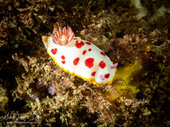 Goniobranchus splendidus