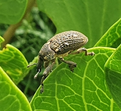 Sternuchopsis glanvillei