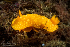 Doris chrysoderma