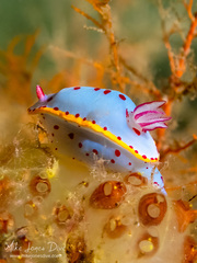 Hypselodoris bennetti