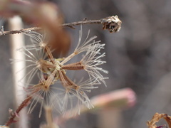 Stephanomeria exigua