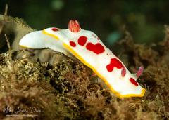 Goniobranchus splendidus