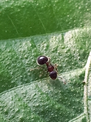 Meranoplus bicolor
