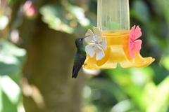 Chrysuronia versicolor