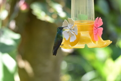 Chrysuronia versicolor