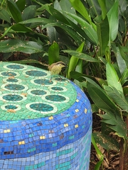 Gavicalis versicolor