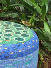 Gavicalis versicolor