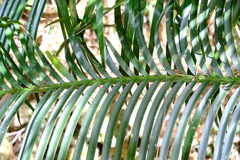 Lepidozamia peroffskyana