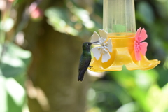 Chrysuronia versicolor