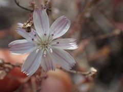 Stephanomeria exigua
