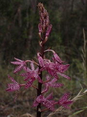 Dipodium punctatum