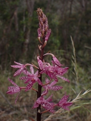 Dipodium punctatum