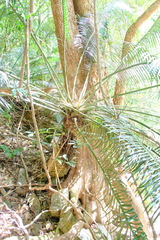 Lepidozamia peroffskyana