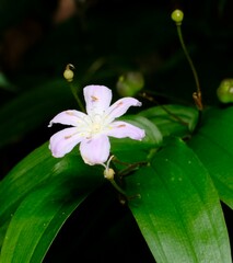 Tripladenia cunninghamii