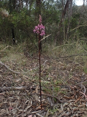Dipodium punctatum
