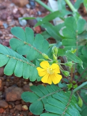 Biophytum sensitivum