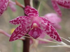 Dipodium punctatum