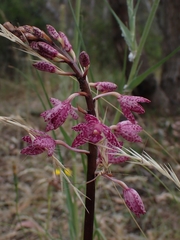 Dipodium punctatum