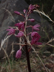 Dipodium punctatum