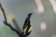 Chrysuronia versicolor