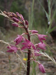 Dipodium punctatum
