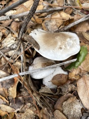 Hygrophorus occidentalis