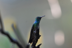 Chrysuronia versicolor