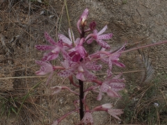 Dipodium punctatum