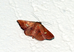 Banisia