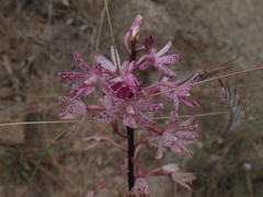 Dipodium punctatum
