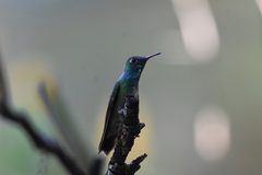 Chrysuronia versicolor