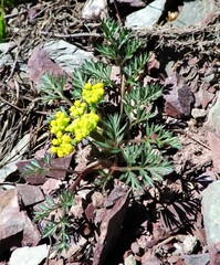 Lomatium sandbergii