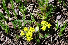 Lomatium sandbergii