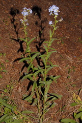 Hackelia velutina