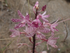 Dipodium punctatum