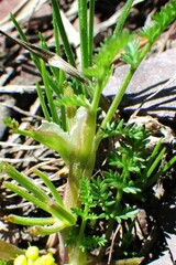 Lomatium sandbergii