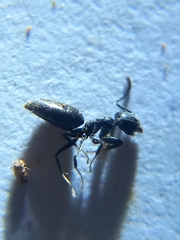 Technomyrmex albipes