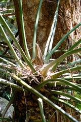 Lepidozamia peroffskyana