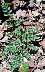 Lomatium sandbergii