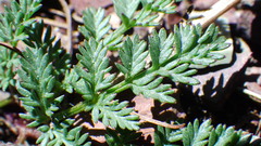 Lomatium sandbergii