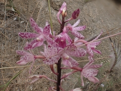 Dipodium punctatum
