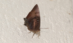 Arhopala micale