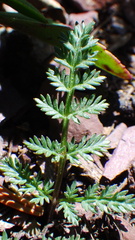 Lomatium sandbergii