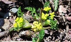 Lomatium sandbergii