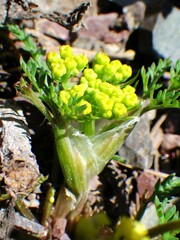Lomatium sandbergii