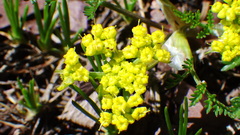 Lomatium sandbergii