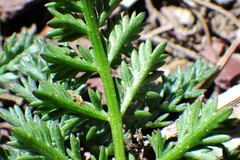 Lomatium sandbergii