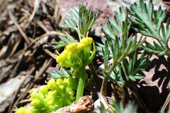 Lomatium sandbergii